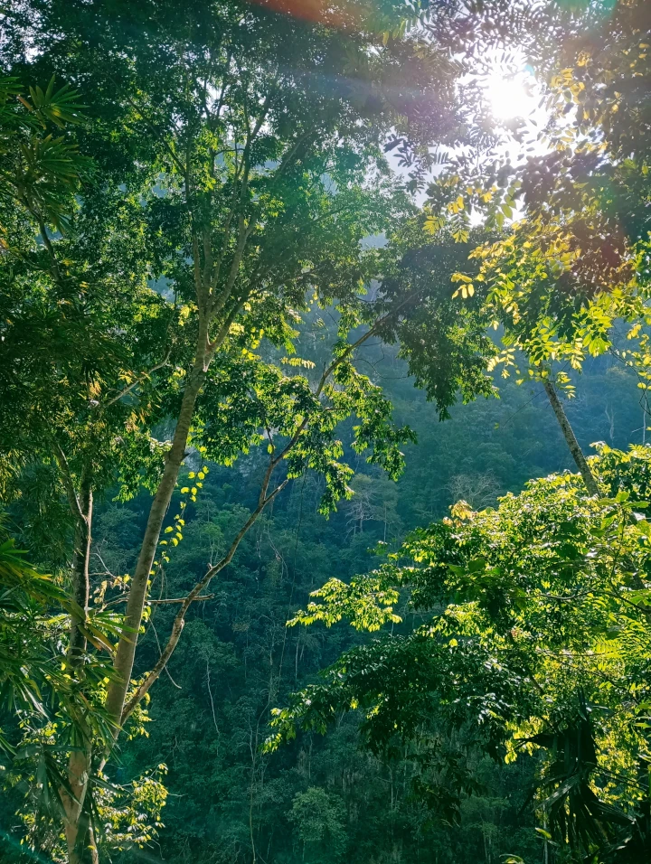 La selva no me habló, y eso fue suficiente
