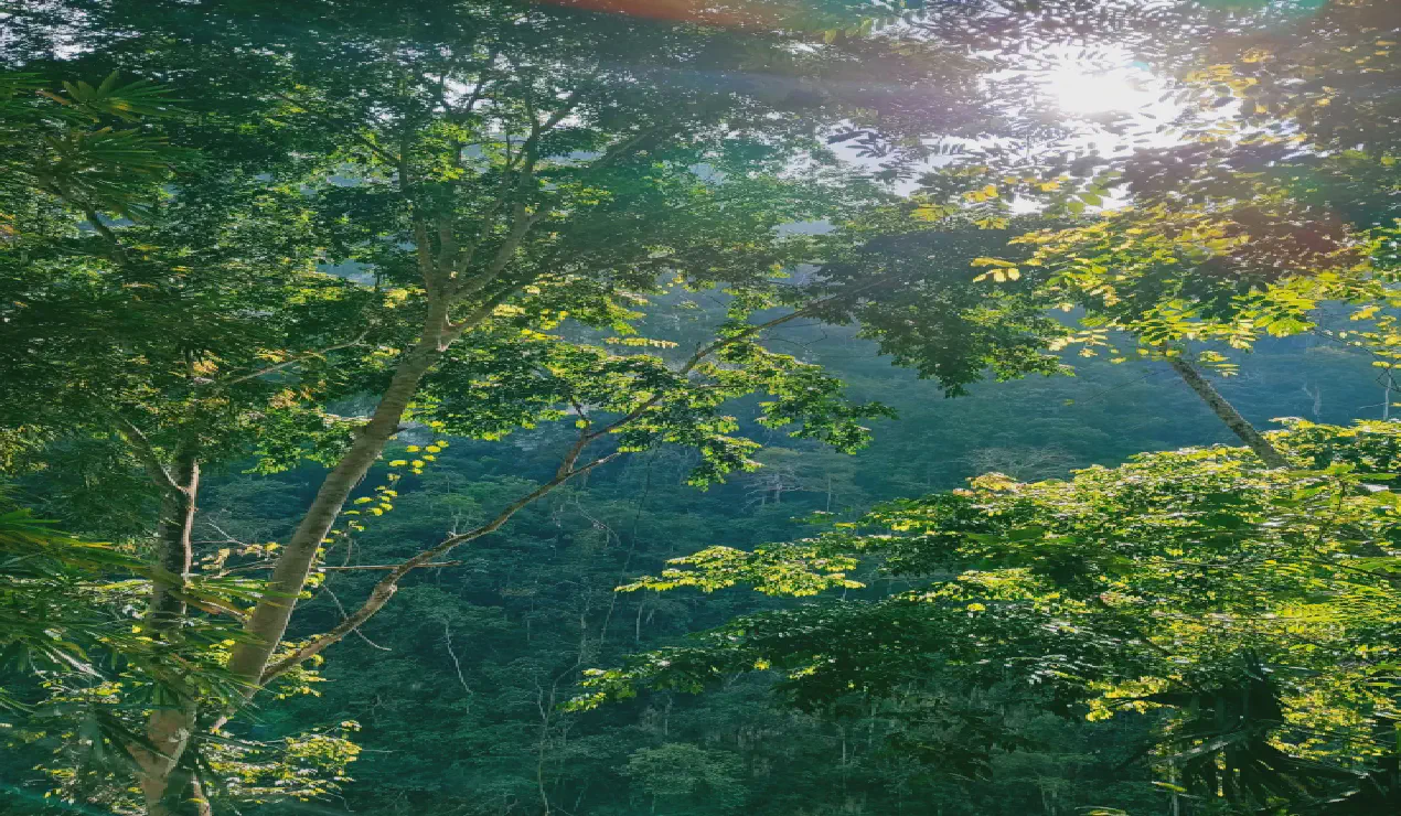 La selva no me habló, y eso fue suficiente